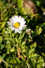 Abstract pattern of beautiful wild daisy. Blurred background.