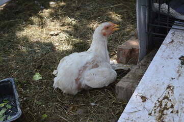 chicken