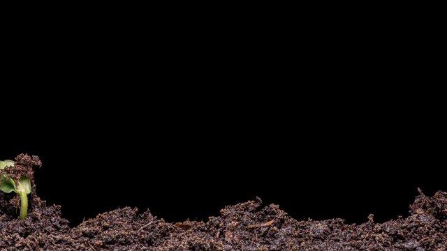4K Time Lapse of growing green cucumbers plant. Close up shoot timelapse seed growing. Vegetable sprouting from the ground.