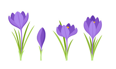 Vector set of violet crocuses with leaves isolated on white