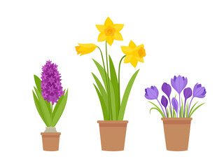 Vector illustration of spring flowers in pot isolated on white.