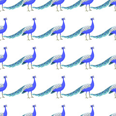 Seamless tropical pattern.Pattern with a peacock on a white background. Paradise pattern with birds.