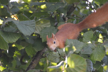 squirrel in the foliage