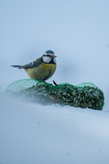 Vogel futtert im Winter
