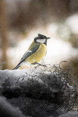 Vogel futtert im Winter