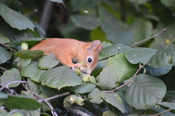 a squirrel in the foliage eats a nut