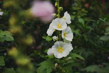 White mallow flower in a flowerbed against a background of green leaves