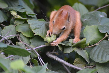 a squirrel in the foliage eats a nut