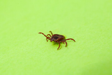 A true ixodid mite blood sucking parasite carrying the acarid disease sits on a On a white field on...