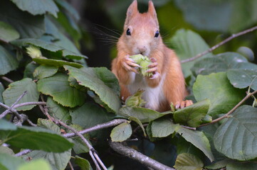a squirrel in the foliage eats a nut