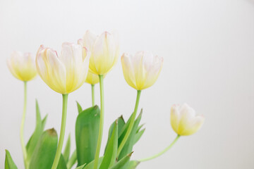 tulip with white background