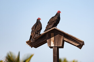 Two turkey vultures Cathartes aura sitting on a little roof in Guerrero Negro, Baja California Sur, Mexico