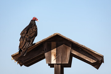 Turkey vulture Cathartes aura sitting on a little roof in Guerrero Negro, Baja California Sur, Mexico