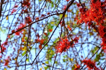 Monkey flower tree or Fire of Pakistan (Phyllocarpus septentrionalis), beautiful blooming red flowers on the tree in the garden.