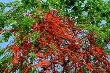 Monkey flower tree or Fire of Pakistan (Phyllocarpus septentrionalis), beautiful blooming red flowers on the tree in the garden.