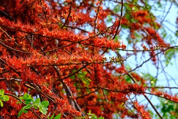 Monkey flower tree or Fire of Pakistan (Phyllocarpus septentrionalis), beautiful blooming red flowers on the tree in the garden.