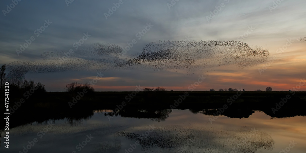 Wall mural Starling murmurations. A large flock of starlings fly at sunset just before entering the roosting site in the Netherlands. Hundreds of thousands starlings make big clouds to protect against raptors