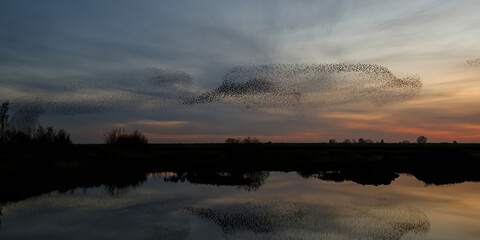 Naklejka na ściany i meble Starling murmurations. A large flock of starlings fly at sunset just before entering the roosting site in the Netherlands. Hundreds of thousands starlings make big clouds to protect against raptors