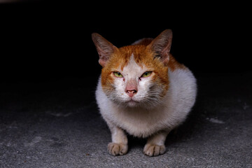 Stray cat on street floor