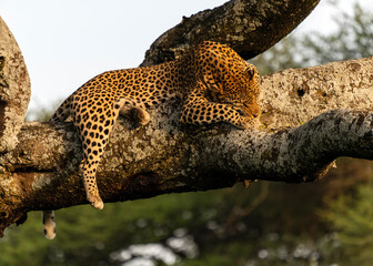 Naklejka na ściany i meble Leopard (Panthera pardus) in Serengeti, Tanzania. Leopards tend to take their prey up in a tree. Leopards also typically rest their days in a tree, before hunting in the night.