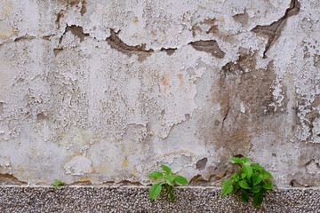 aged street white wall with crack texture