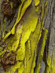 Bright green lichen on a the bark of tree trunk