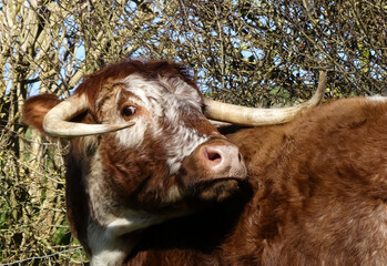Large English Longhorn cow turns to face camera. Eye contact. nostrils flared. Natural outdoor image with rough hedgerow background. Landscape image with space for text. Oxfordshire, England. - 417343143