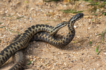 Male Adder Snakes Dancing / Fighting