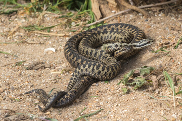 Male Adder Snakes Dancing / Fighting