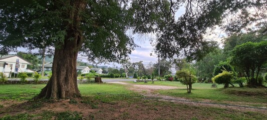 tree in the park