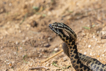 Male Adder Snakes Dancing / Fighting