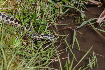 Adder Snake