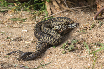 Male Adder Snakes Dancing / Fighting