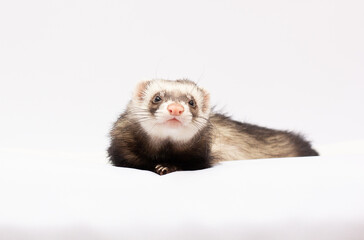 Fototapeta na wymiar ferret in front of a white background