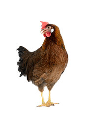 brown hen isolated on white background