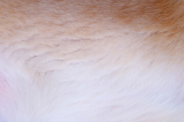 brown and white fur of dog texture