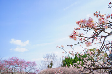 梅の花　早春の空