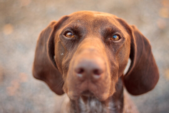 lovely brown and white shorthaired german pointer dog sitting close up head portrait