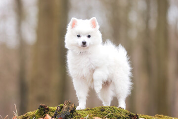 portrait of a beautiful purebred dog
