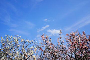 梅の花　早春の空