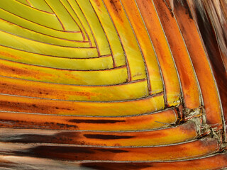 texture of Traveler's palm tree ( Ravenala madagascariensis )