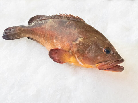 The Atlantic wreckfish, (Polyprion americanus), also known as the stone bass or bass groper in a fish market on ice