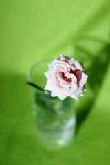 A pink rose in a glass of water.