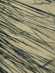 shadow of grass on concrete floor texture