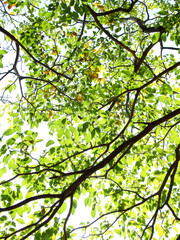 under the tree of spring season, green leaf on branch with sunlight