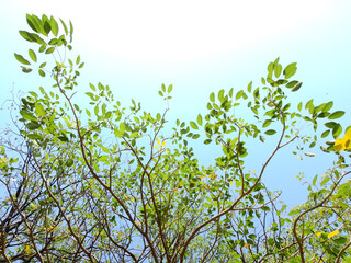 under the tree of spring season, green leaf on branch with sunlight