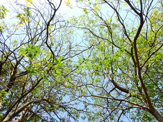 under the tree of spring season, green leaf on branch with sunlight