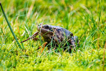A common frog, Rana temporaria, hiding between the green gras and moss in Ireland