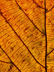 Naklejka na ściany i meble colorful autumn leaf texture ( teak leaf )