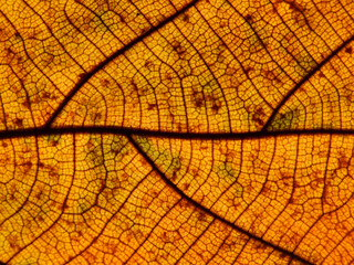 colorful autumn leaf texture ( teak leaf )